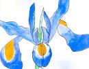 Sienna Jet St Francis Of The Fields Strathfieldsaye Year 5      The Iris     Watercolour