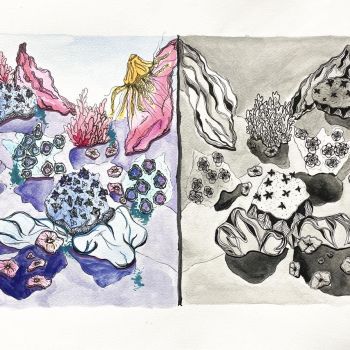 Lily Knox Galen Catholic College Wangaratta Year 11      Bleached     Watercolour      Bleached is inspired by the coral bleaching that is currently devastating the Great Barrier Reef. When challenged with creating something that relates to nature as well